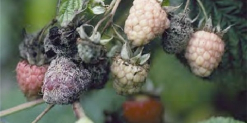 Glavne bolesti maline - borba, liječenje i prevencija